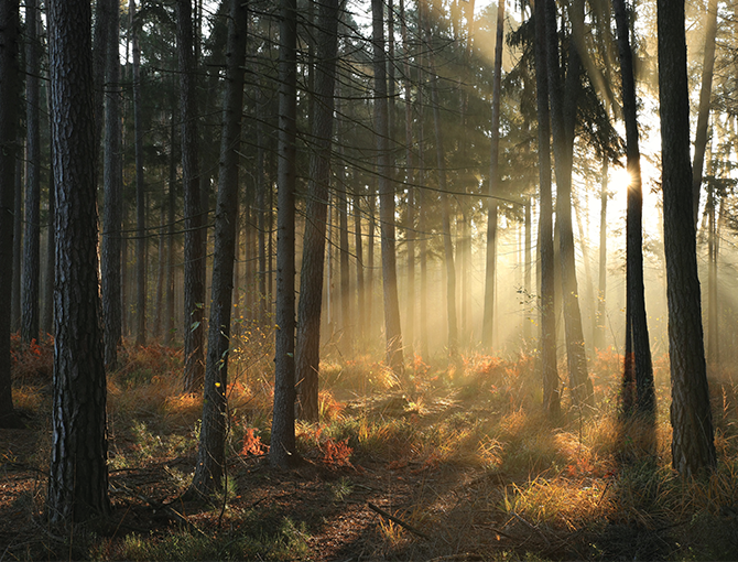 sunlight-through-forest-trees-esg