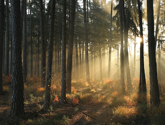 sonnenlicht-durch-wald-bäume-esg