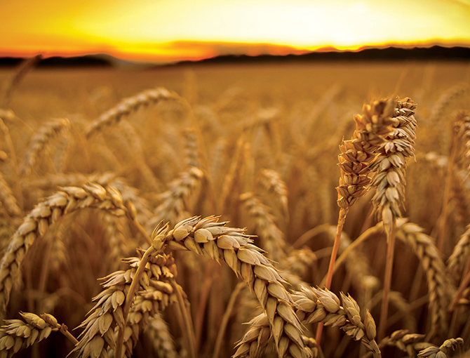 golden-wheat-field-esg