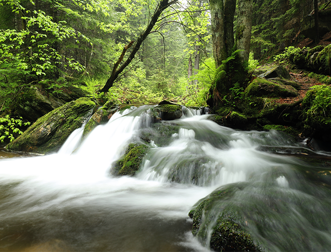 wald-mit-wasser-schnellen-umgebungen