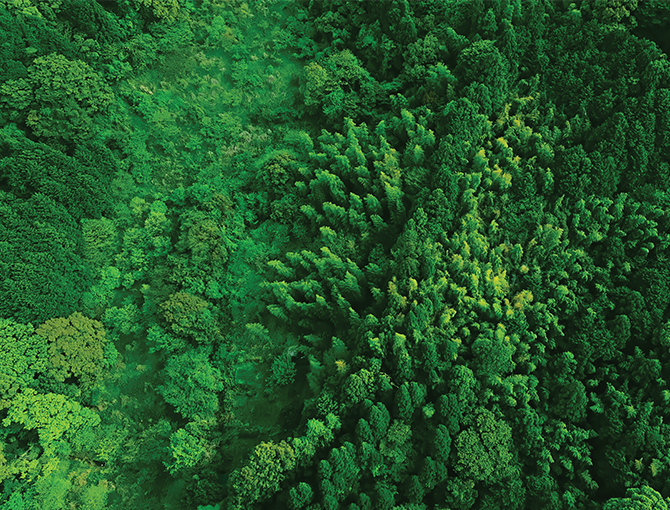 aerial-view-of-green-tree-tops-esg