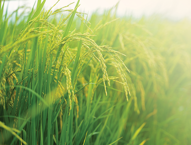 green-wheat-field-esg